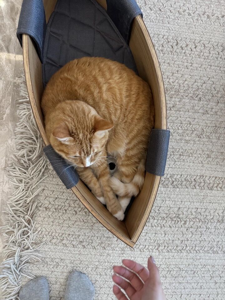 Minimalist Solid Wood Cat Bed with Soft Linen Cushions, Curved Open Indoor Cat Lounge Furniture for Large & Small Cats